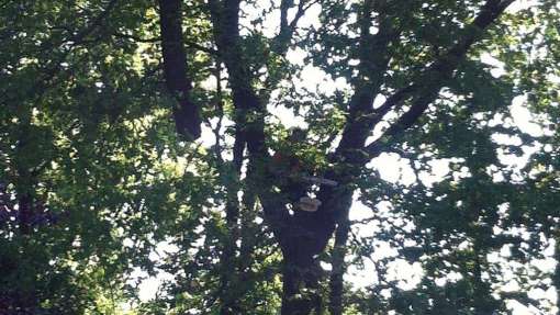 Bomen rooien Middelaar